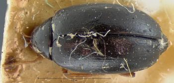 Media type: image;   Entomology 18394 Aspect: habitus dorsal view